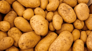 Freshly harvested potatoes, showcasing their natural earthy colors and unique shapes.