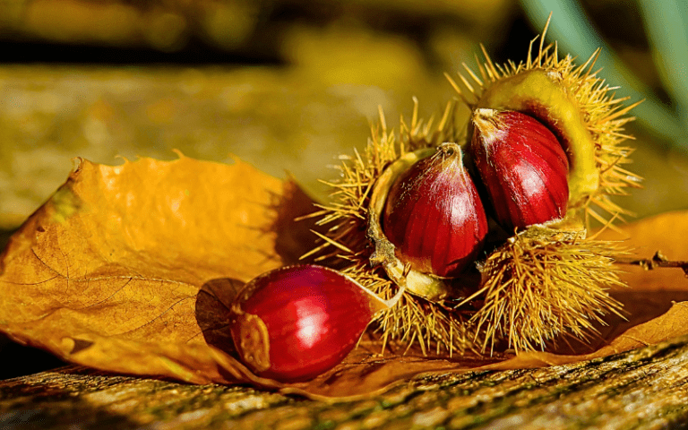 Discover the Surprising Health Benefits of Chestnuts