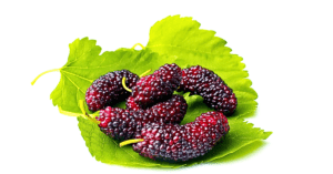 Three ripe mulberries, showcasing their deep purple color and glossy texture, arranged on a vibrant green leaf against a pristine white background.