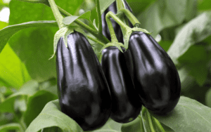 Three vibrant eggplants, still attached to the lush green vines, bask in the sunlight against a backdrop of verdant foliage.